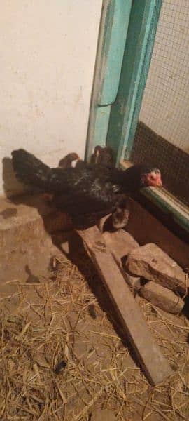 Black Aseel hen with 6 puer Desi chicks 1