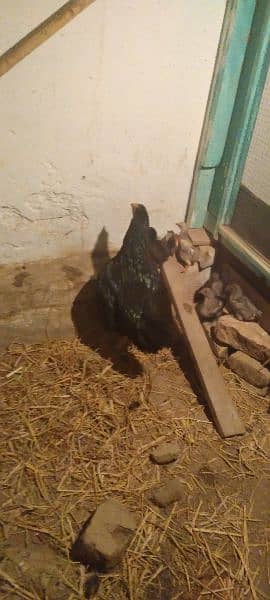 Black Aseel hen with 6 puer Desi chicks 2