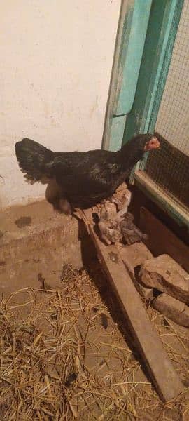 Black Aseel hen with 6 puer Desi chicks 3