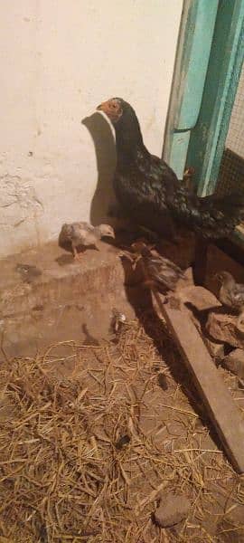 Black Aseel hen with 6 puer Desi chicks 4