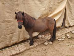 Holland Import Miniature Horses Available