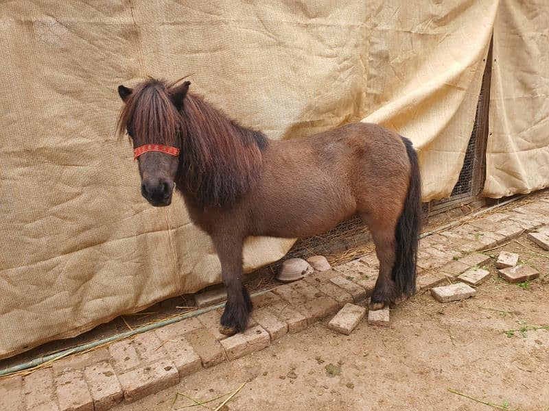 Holland Import Miniature Horses Available 1
