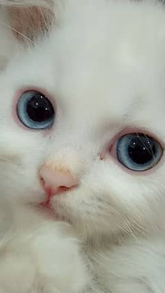 blue eyes Persian kitten