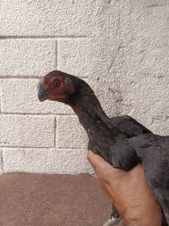 Indian parrot  beak 03337564233 wtsup