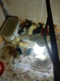 austrolop, misri chicks and eggs for sale