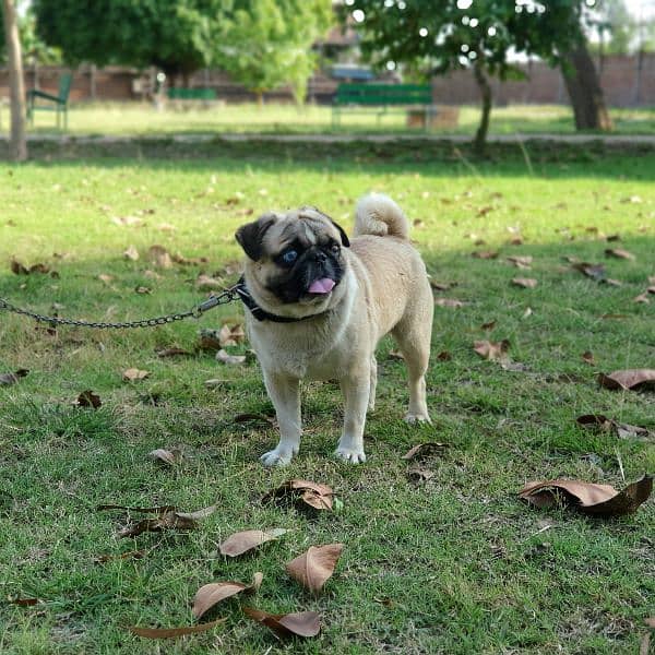 Pug Dog Almost 1.5 year old 2