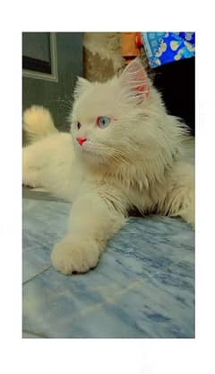 White Persian Cat "Bunty"