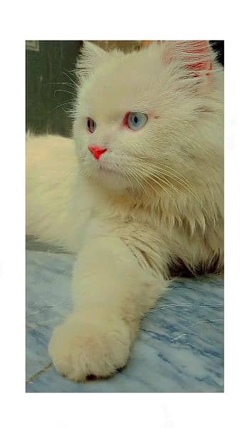 White Persian Cat "Bunty" 1