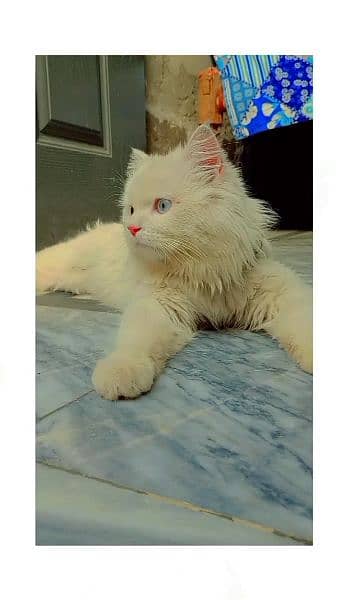 White Persian Cat "Bunty" 3