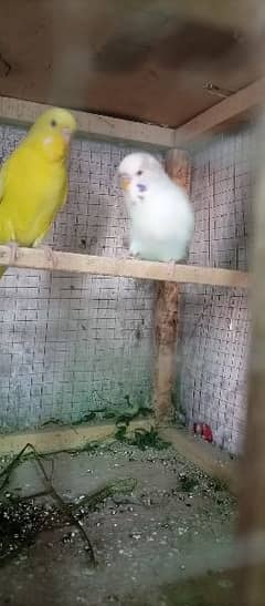 dove pair frinch exhibition pair bugdre exhibitn pair, parrots cage s