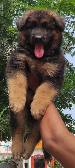 Highly pedigree top of line German Shepherd long coat puppies