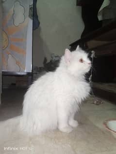 White Persian Cat Full Breeder ( full white with yellow eyes )