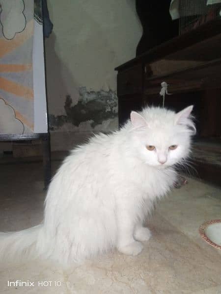 White Persian Cat Full Breeder ( full white with yellow eyes ) 1