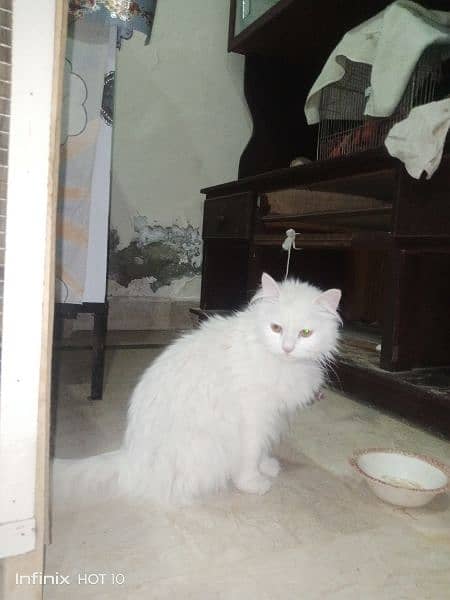 White Persian Cat Full Breeder ( full white with yellow eyes ) 2