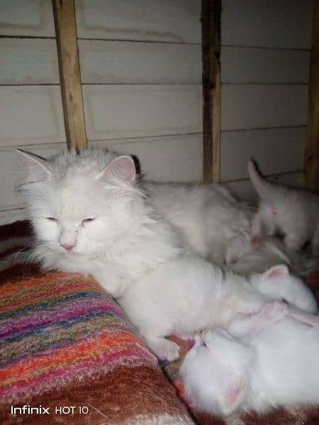 White Persian Cat Full Breeder ( full white with yellow eyes ) 3
