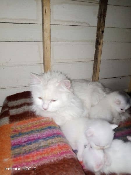 White Persian Cat Full Breeder ( full white with yellow eyes ) 4