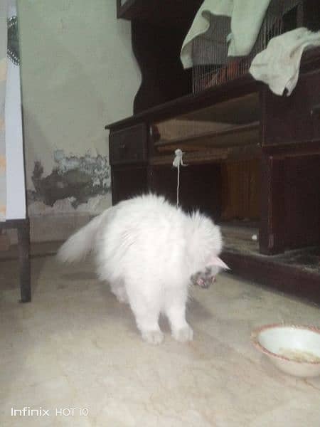 White Persian Cat Full Breeder ( full white with yellow eyes ) 7