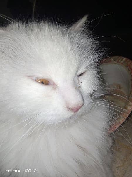 White Persian Cat Full Breeder ( full white with yellow eyes ) 8