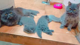 Persian Cat Pair with Kittens 0