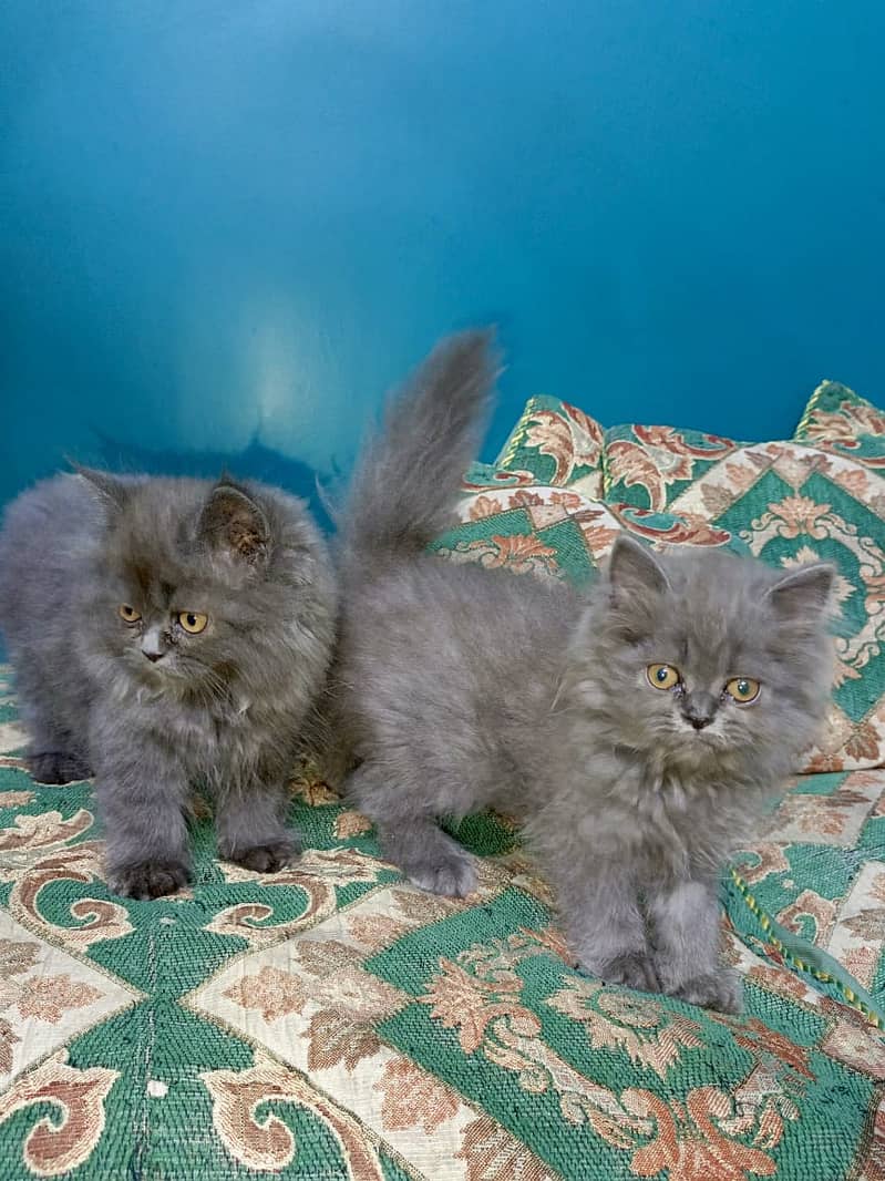 Persian Cat Pair with Kittens 1