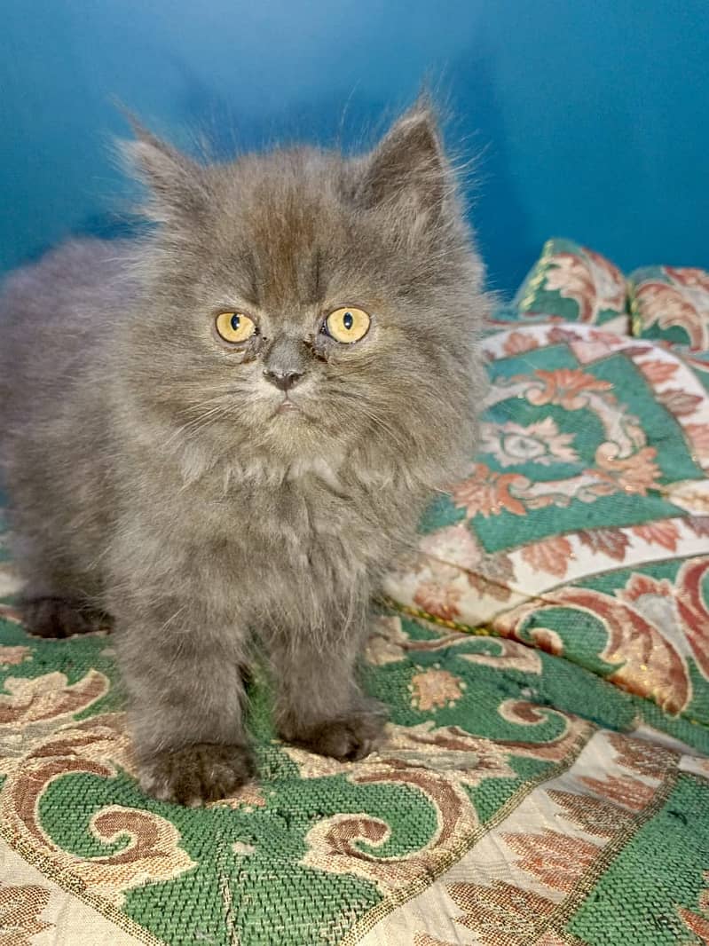 Persian Cat Pair with Kittens 2