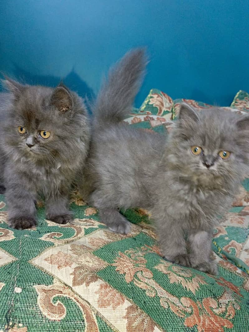 Persian Cat Pair with Kittens 3