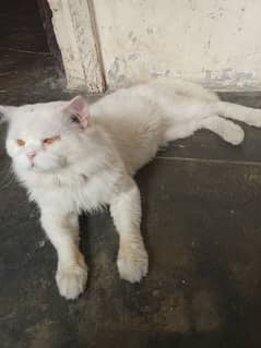 Fresh Cat 10 Month age Golden eyes urgently sale Price km ho jaye gi