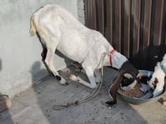 Sindhi Goat for Sale 6 Dant