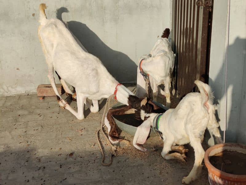 Sindhi Goat for Sale 6 Dant 3