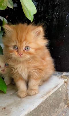 persian kitten triple coated hair