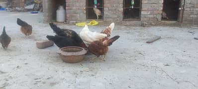 6 Golden Misri Hen and 1 Cock