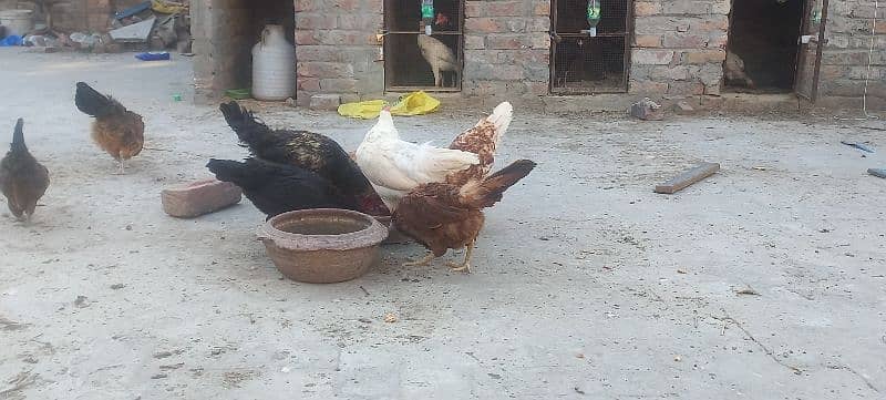6 Golden Misri Hen and 1 Cock 0