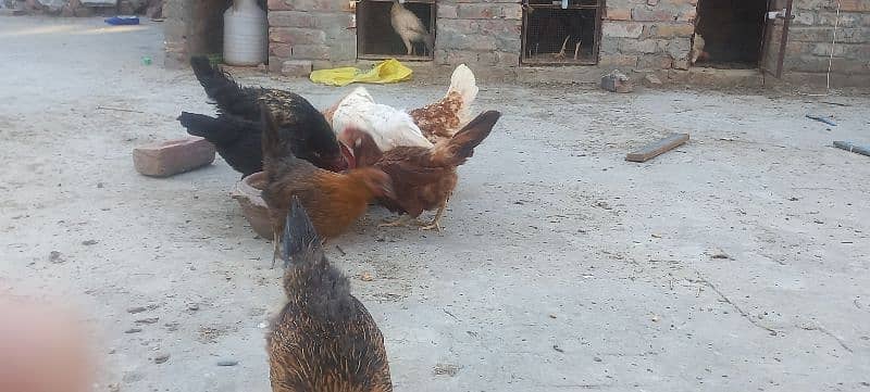 6 Golden Misri Hen and 1 Cock 3