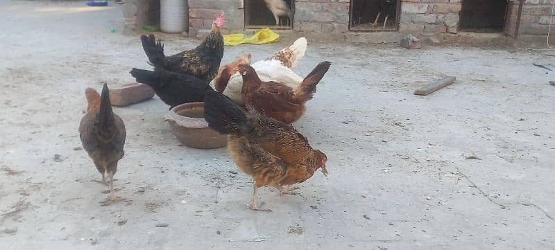 6 Golden Misri Hen and 1 Cock 5