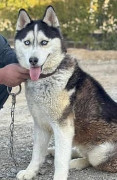 Siberian husky