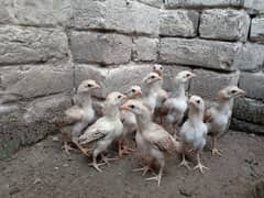 9 Sindhi Aseel chicks age 2 month