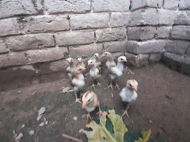 9 Sindhi Aseel chicks age 2 month 1