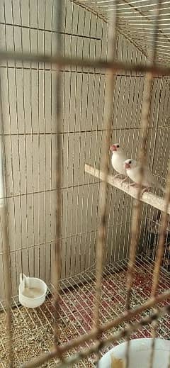 white java with chik breeder pair with chik available for sale