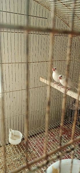 white java with chik breeder pair with chik available for sale 0