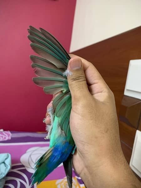lovebird (Blue) Male 3