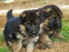 German shepherd puppies 0