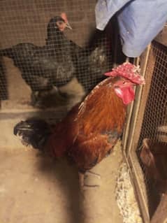 bantam or astroulope cross and desi or aseel cross male