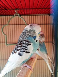 Exhibition budgies breeder male for sale