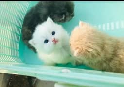pure Persian kittens 0