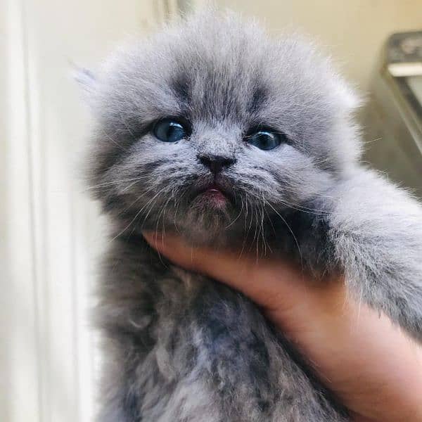 pure Persian kittens 1