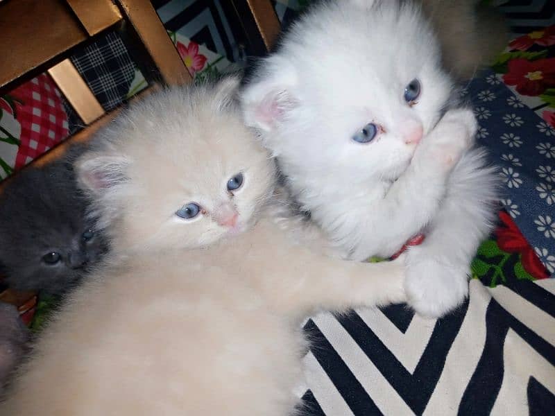 pure Persian kittens 4