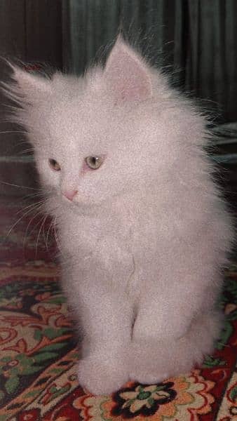 Persian cat for sale 5