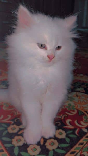 Persian cat for sale 6