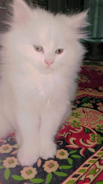 Persian cat for sale 7