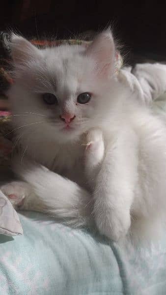 Persian cat for sale 9
